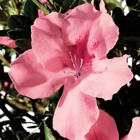 azalea home depot|where to buy blue azaleas.